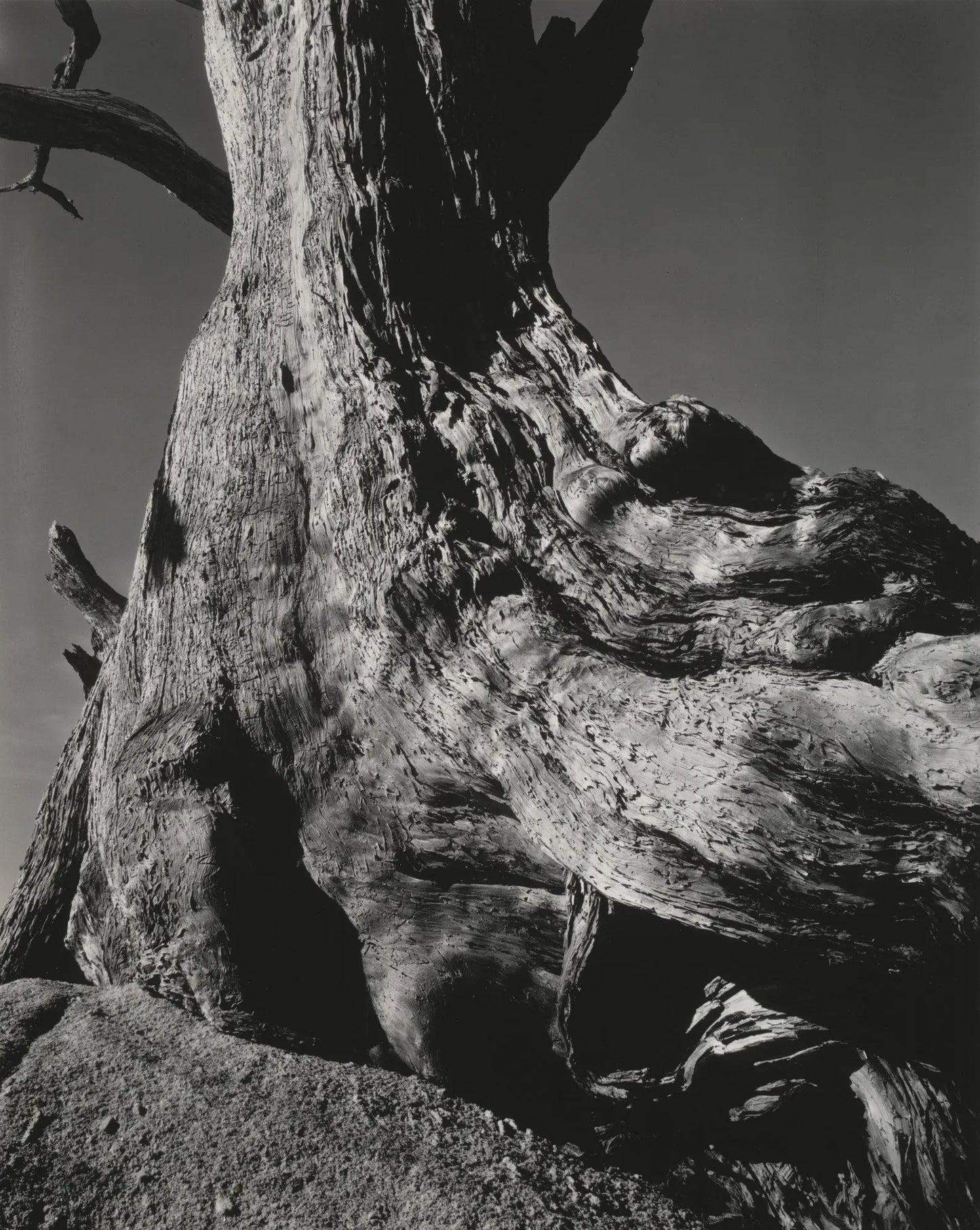 {{ product_title }} Fine Art Print | {{ product_vendor }} Jakero77 Edward Weston - Cypress Pebble Beach (1932) Tree Trunk Fine Art Print Art Print Jakero77