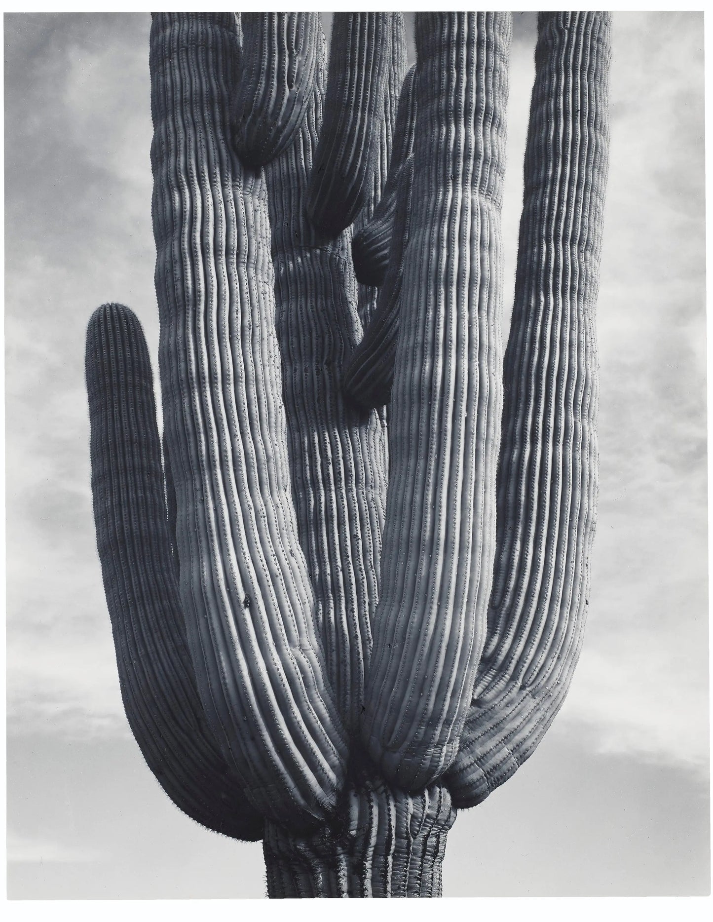 {{ product_title }} Fine Art Print | {{ product_vendor }} Jakero77 Ansel Adams - Detail Cactus Saguaro Monument Arizona (1941) - 17" x 22" Art Print Art Print Jakero77