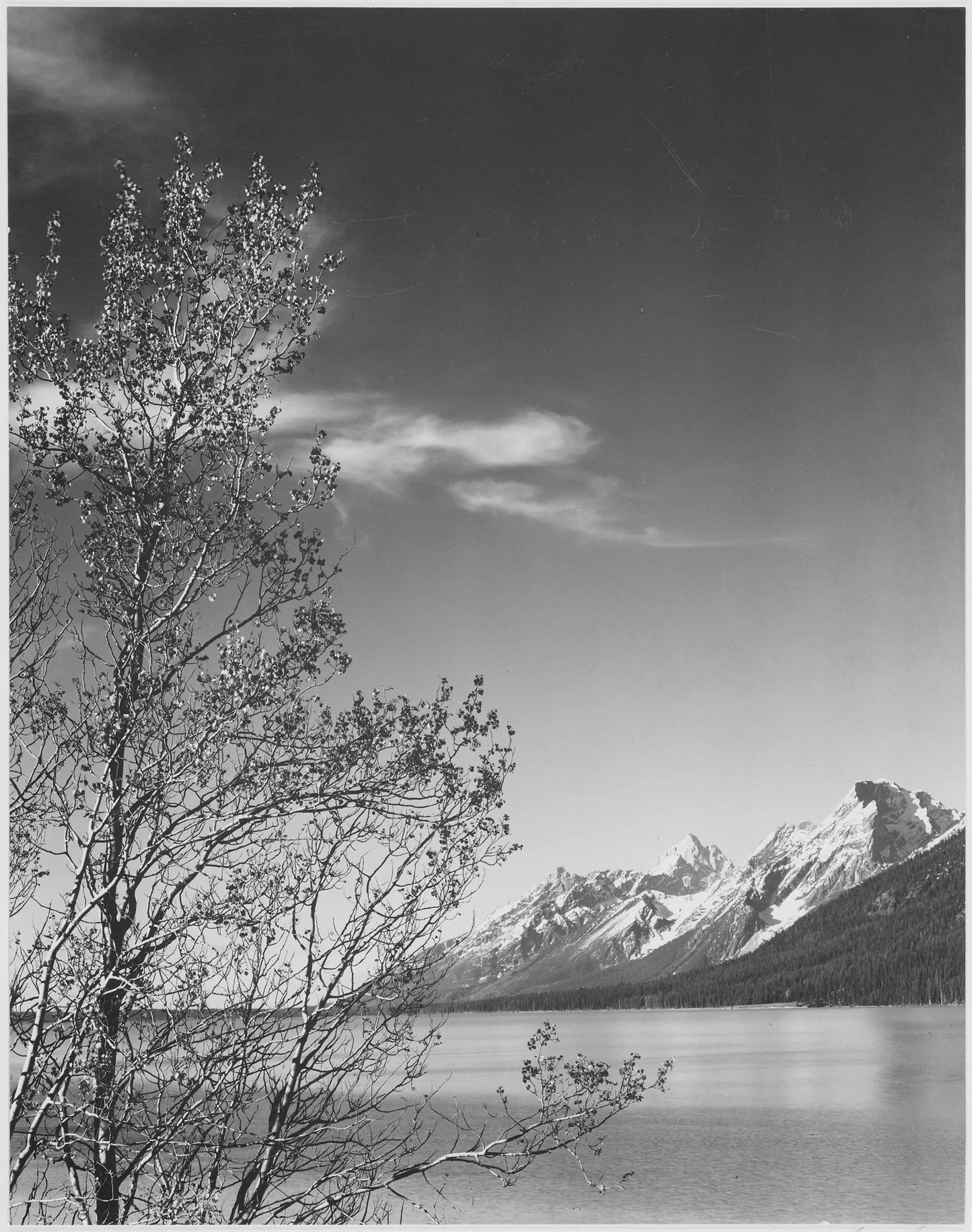 {{ product_title }} Fine Art Print | {{ product_vendor }} Jakero77 Ansel Adams - Grand Teton Tree National Park (1941) Wyoming - 17" x 22" Art Print Art Print Jakero77