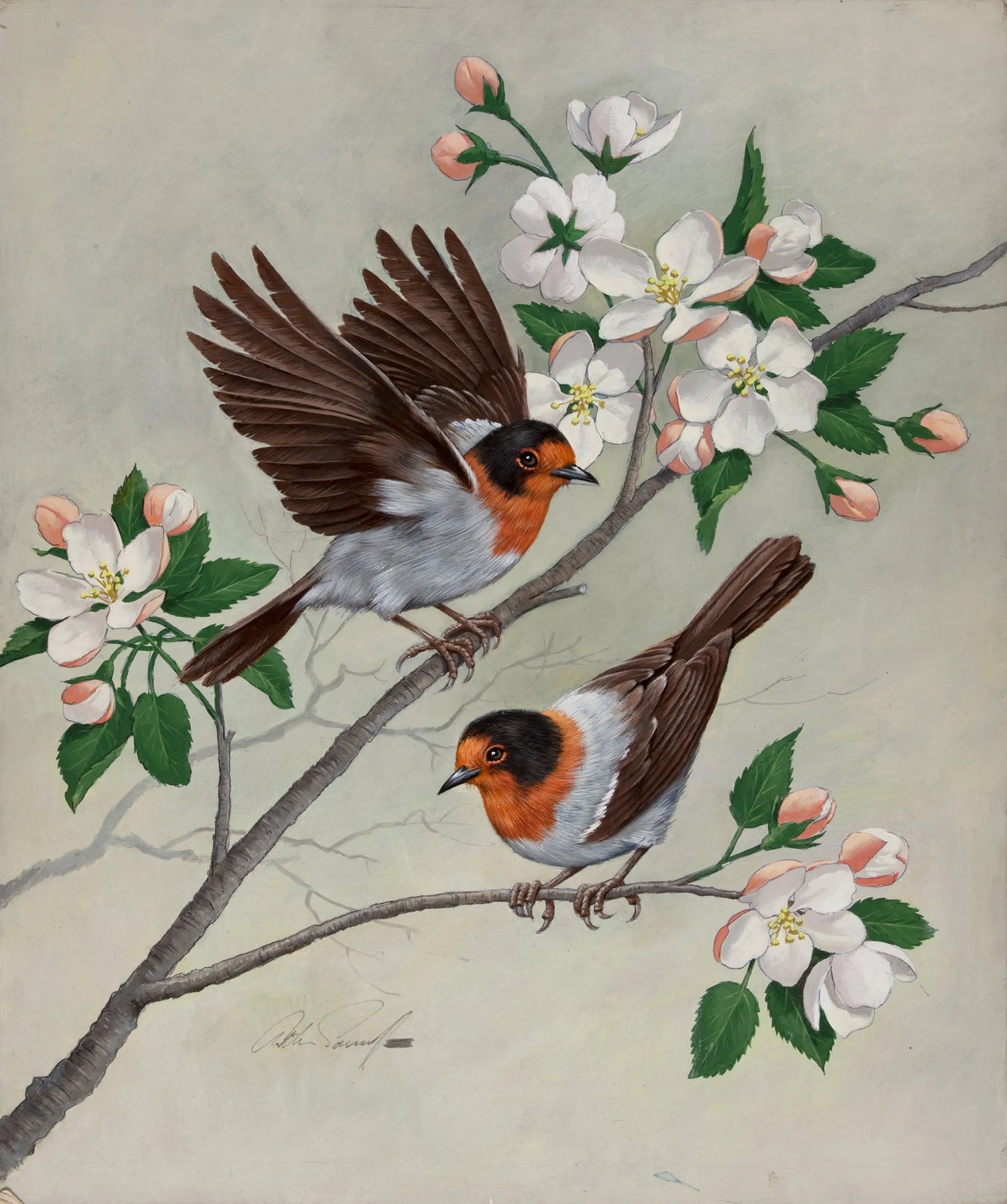 {{ product_title }} Fine Art Print | {{ product_vendor }} Jakero77 Arthur Sarnoff - Red Faced Warbler on Apple Blossoms 1960s Signed - 17"x22" Print Art Print Jakero77