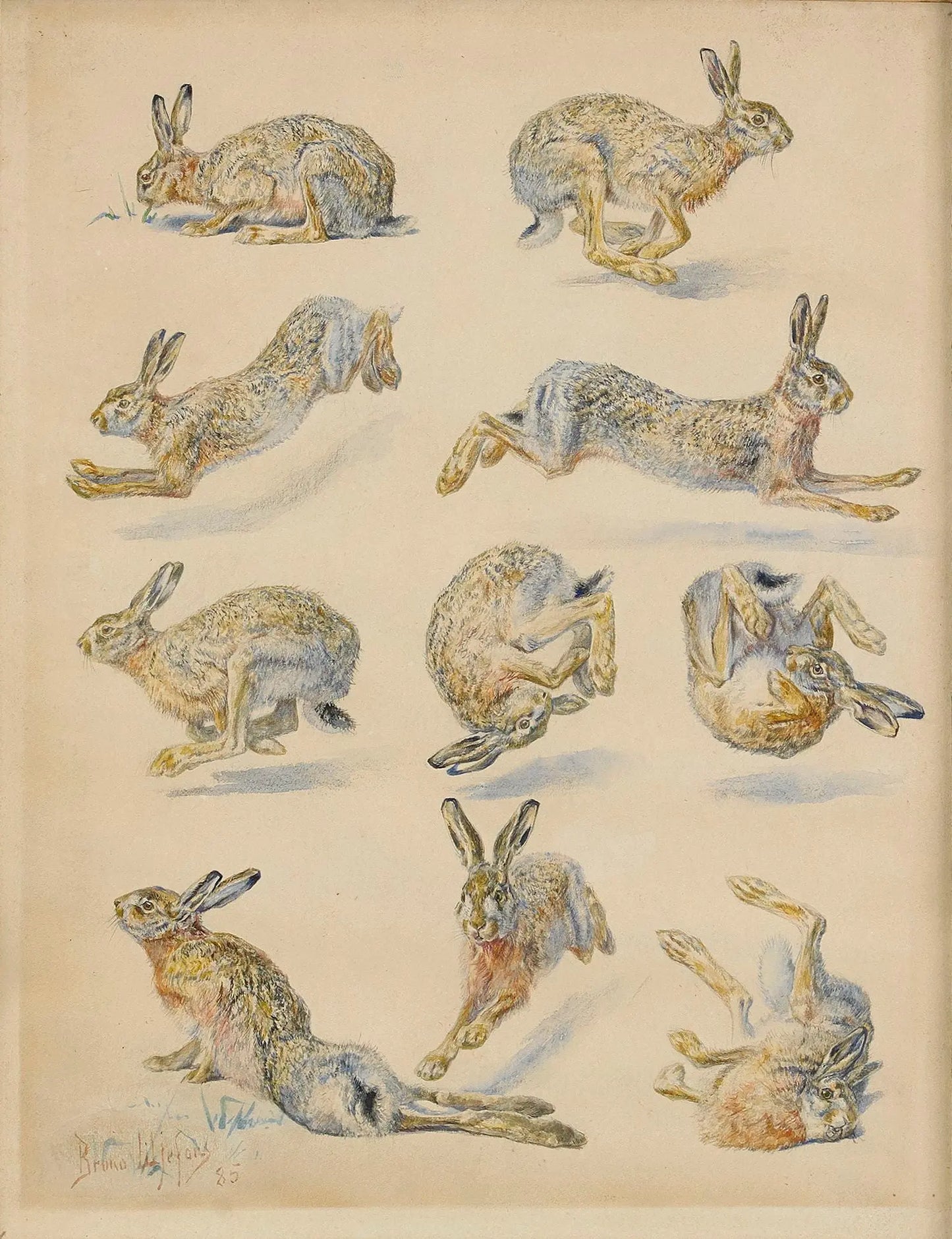 {{ product_title }} Fine Art Print | {{ product_vendor }} Jakero77 Bruno Liljefors - Hare Studies (1885) Rabbits Bunny - 17" x 22" Fine Art Print Art Print Jakero77