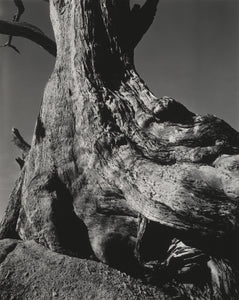 Edward Weston - Cypress Pebble Beach (1932) Tree Trunk - 17"x22" Fine Art Print