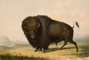 George Catlin - Buffalo Bull Grazing Prairies (1844) - 17" x 22" Fine Art Print