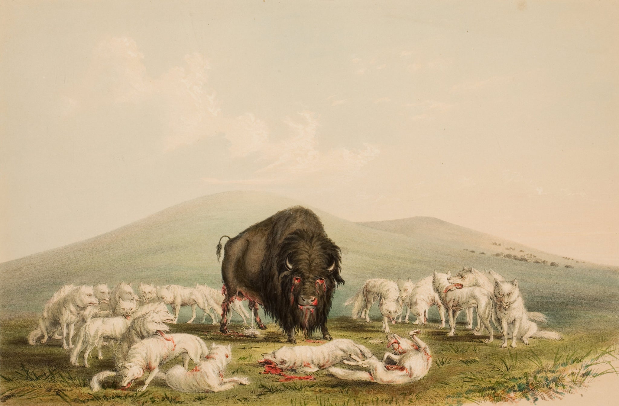 George Catlin - Buffalo Hunt White Wolves Attacking Buffalo Bull (1844) - 17"x22" Fine Art Print