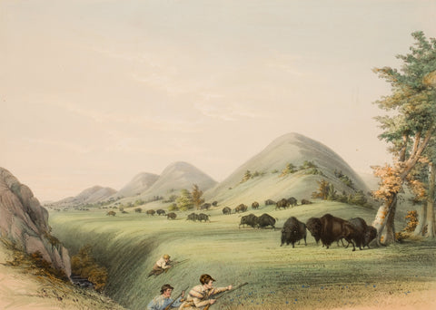 George Catlin - Buffalo Hunt, Approaching in a Ravine (1844) - 17"x22" Art Print