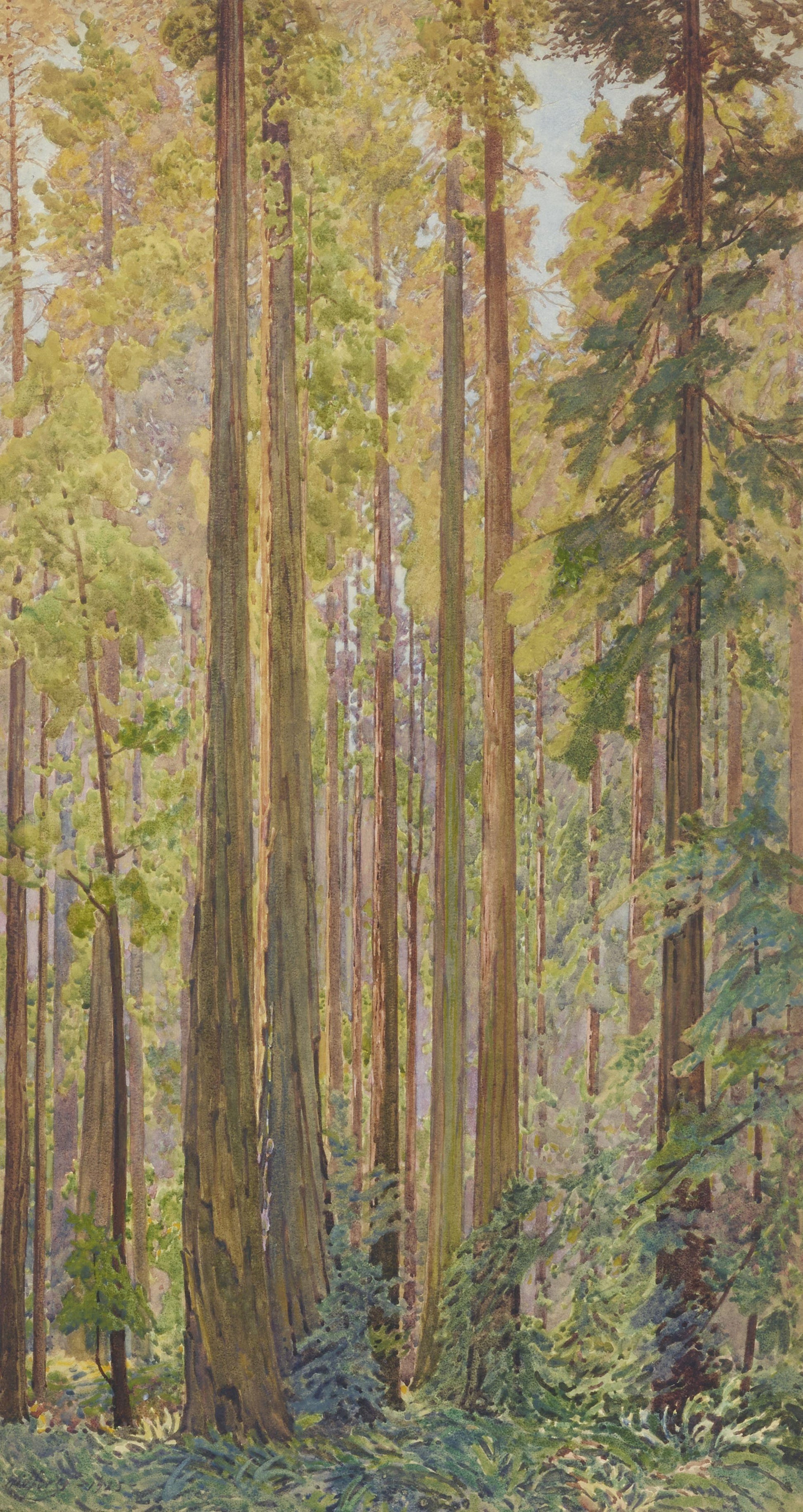 {{ product_title }} Fine Art Print | {{ product_vendor }} Jakero77 Gunnar Widforss - Redwood Trees California (1925) Fine Art Print Art Print  Jakero77