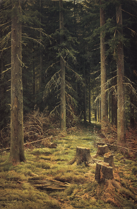 {{ product_title }} Fine Art Print | {{ product_vendor }} Jakero77 Ivan Shishkin Coniferous Forest 1873 Russian Landscape Fine Art Print Art Print  Jakero77