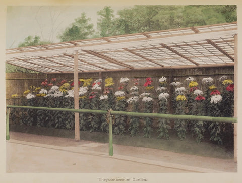 Ogawa Kazumasa Chrysanthemum Garden 1896 Flowers Greenhouse Art Print 17" x 22"
