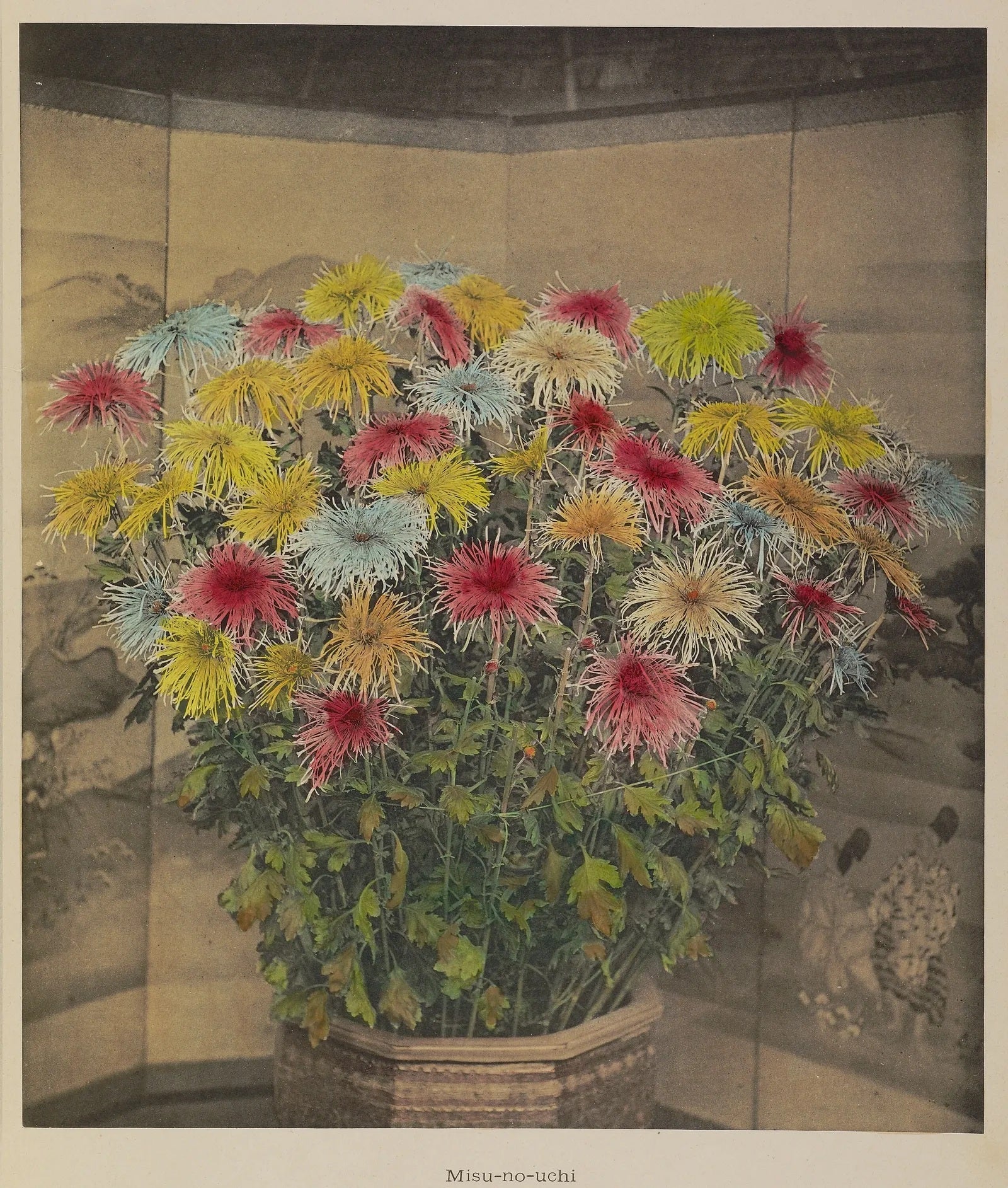 Ogawa Kazumasa Misu No Uchi Flowers 1920 Japanese Plant Fine Art Print 17" x 22"