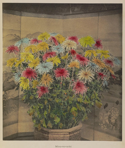 Ogawa Kazumasa Misu No Uchi Flowers 1920 Japanese Plant Fine Art Print 17" x 22"