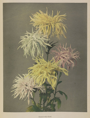 Ogawa Kazumasa Nami Chi Dori Flowers 1896 Spider Chrysanthemum Art Print 17"x22"