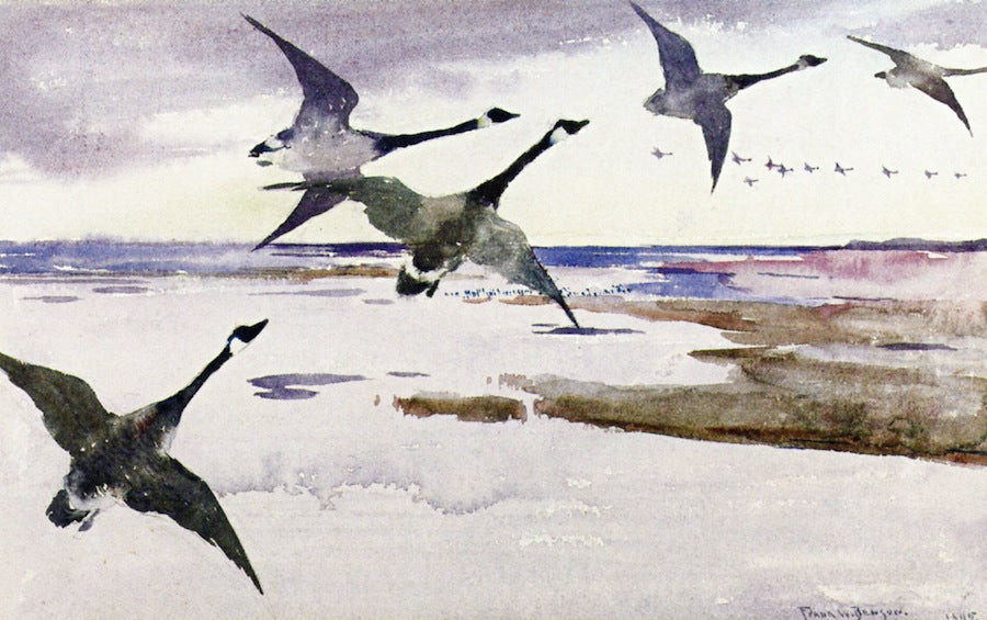 Frank W. Benson Canadian Geese 1895 Fine Art Print