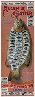 Allen & Ginter Vintage Fishing Advertising 1890 Fine Art Print
