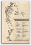 Antique Human Anatomy Illustration Vintage 1750 Fine Art Print