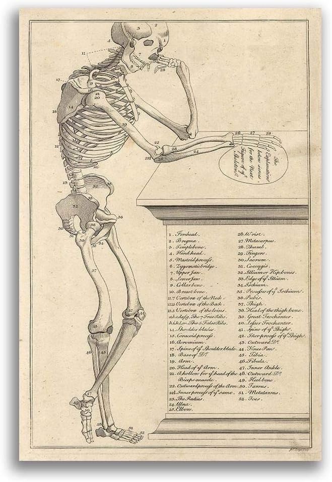 Antique Human Anatomy Illustration Vintage 1750 Fine Art Print
