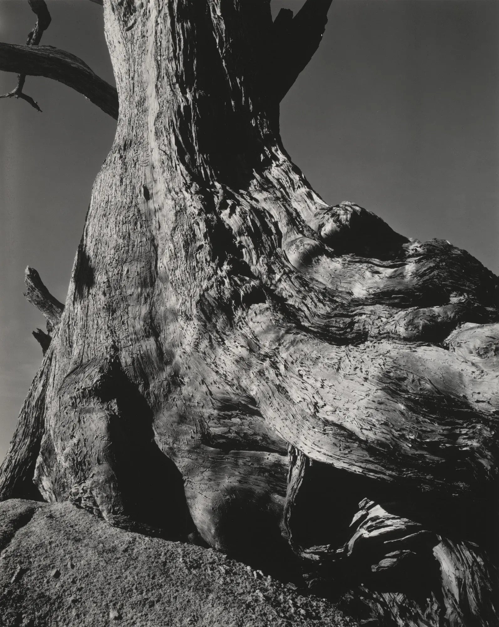 {{ product_title }} Fine Art Print | {{ product_vendor }} Jakero77 Edward Weston - Cypress Pebble Beach (1932) Tree Trunk Fine Art Print Art Print  Jakero77