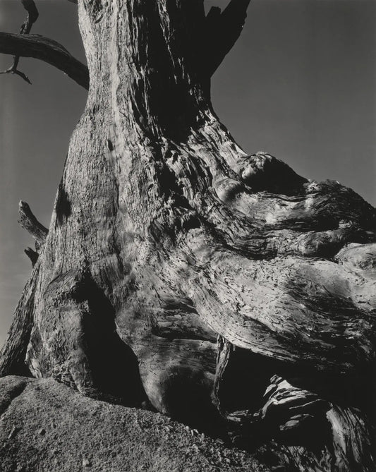 {{ product_title }} Fine Art Print | {{ product_vendor }} Jakero77 Edward Weston - Cypress Pebble Beach (1932) Tree Trunk Fine Art Print Art Print  Jakero77