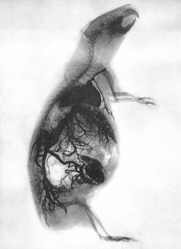 {{ product_title }} Fine Art Print | {{ product_vendor }} Jakero77 Gaston Contremoulins - Guinea Pig (Cobaye) Xray (1896) Paris Fine Art Print Art Print  Jakero77