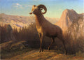 Albert Bierstadt A Rocky Mountain Sheep, Ovis, Montana 1879 Fine Art Print