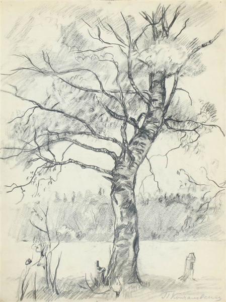 Pyotr Konchalovsky Birch Tree 1926 Fine Art Print