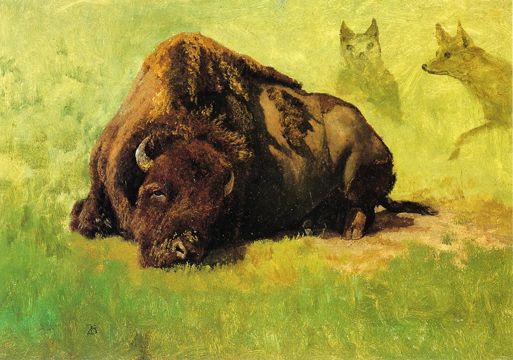 Albert Bierstadt Bison with Coyotes in the Background 1890 Fine Art Print