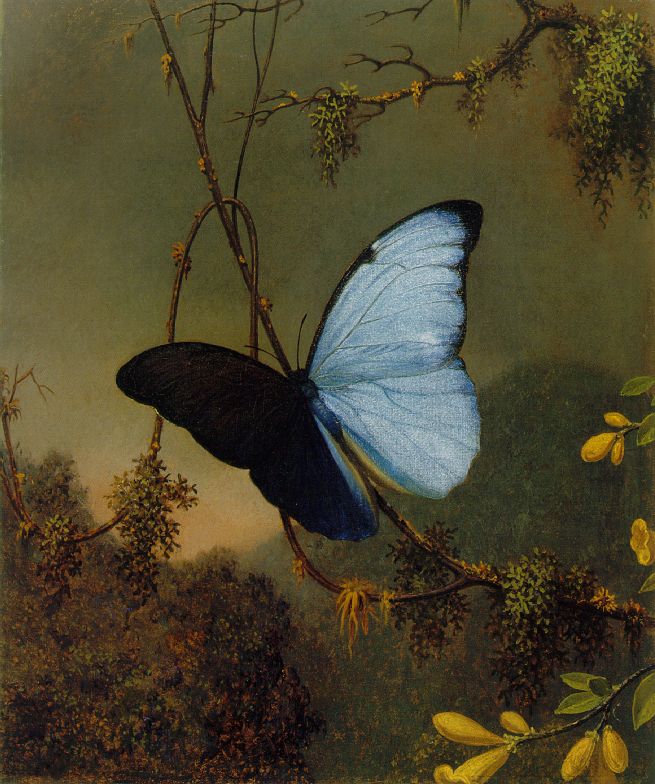 Martin Johnson Heade Blue Morpho Butterfly 1865 Fine Art Print