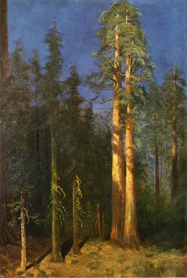 Albert Bierstadt California Redwoods 1874 Fine Art Print