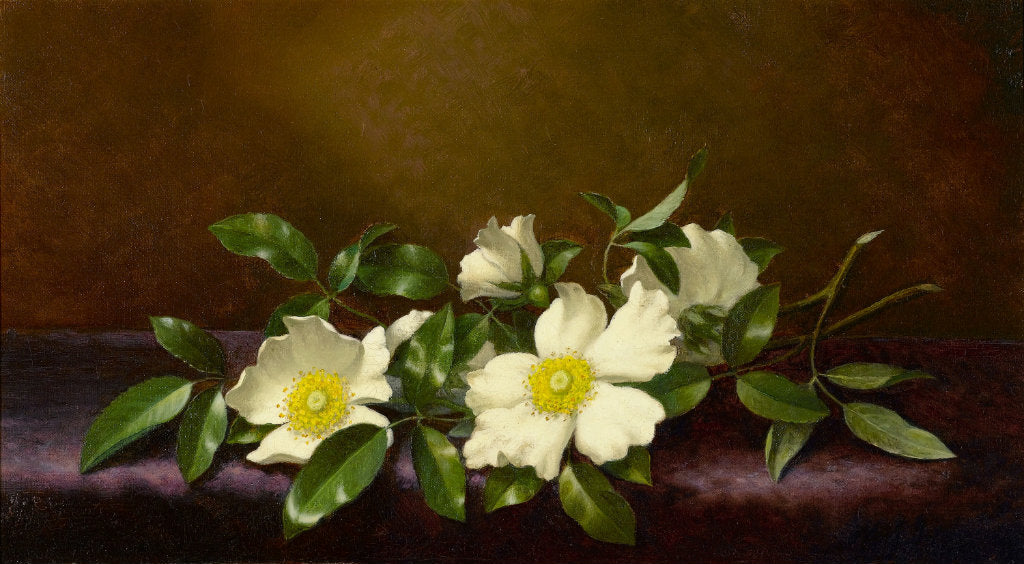 Martin Johnson Heade Cherokee Roses On A Purple Velvet Cloth 1894 Fine Art Print