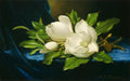 Martin Johnson Heade Giant Magnolias on a Blue Velvet Cloth 1890 Fine Art Print
