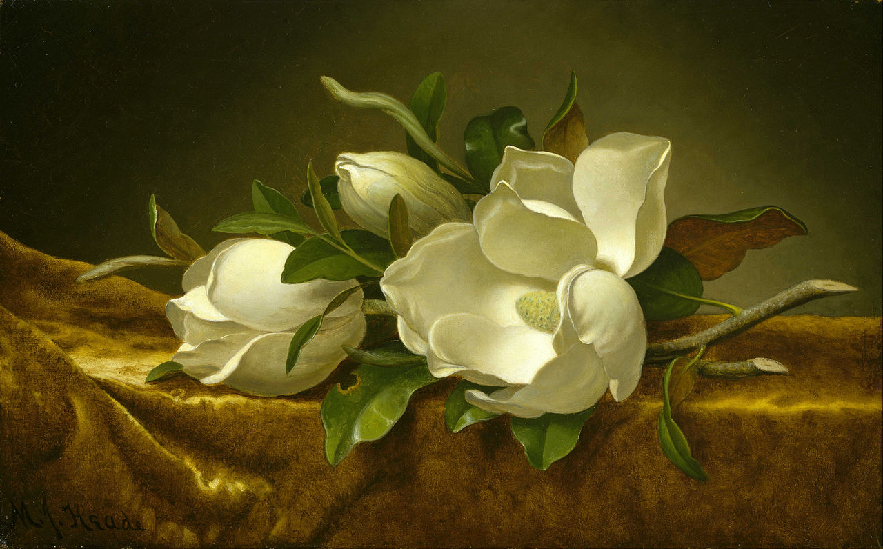 Martin Johnson Heade Magnolias on Gold Velvet Cloth 1890 Fine Art Print