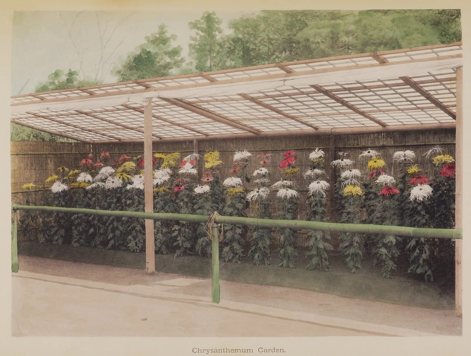 Ogawa Kazumasa Chrysanthemum Garden 1896 Flowers Greenhouse Fine Art Print Fine Art Print | Jakero77