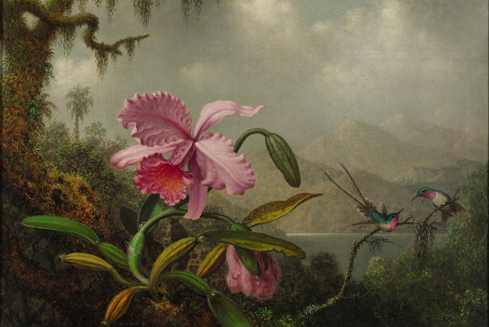 Martin Johnson Heade Orchids and Hummingbirds 1890 Fine Art Print