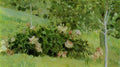 Mikhail Nesterov Peonies 1908 Fine Art Print