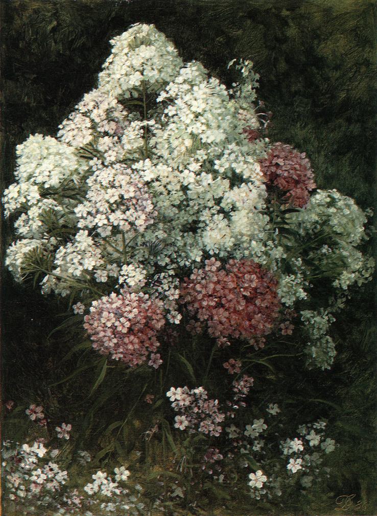 David Johnson Phlox 1886 Fine Art Print
