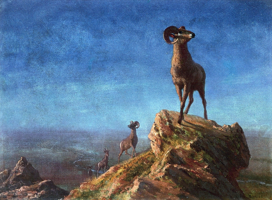 Albert Bierstadt Rocky Mountain Big Horns 1879 Fine Art Print