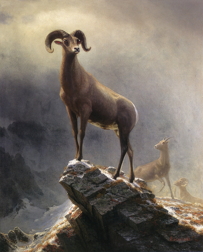 Albert Bierstadt Rocky Mountain Sheep 1882-1883 Fine Art Print