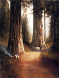 Thomas Hill Sequoia Gigantea 1899 Fine Art Print