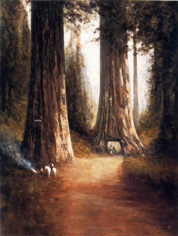 Thomas Hill Sequoia Gigantea 1899 Fine Art Print