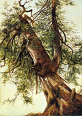 David Johnson Study of a Cedar 1867 Fine Art Print