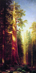Albert Bierstadt The Great Trees, Mariposa Grove, California 1876 Fine Art Print