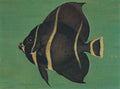 {{ product_title }} Fine Art Print | {{ product_vendor }} Jakero77 William Aiken Walker Tropical Spade Fish circa 1890s Fine Art Print Art Print  Jakero77
