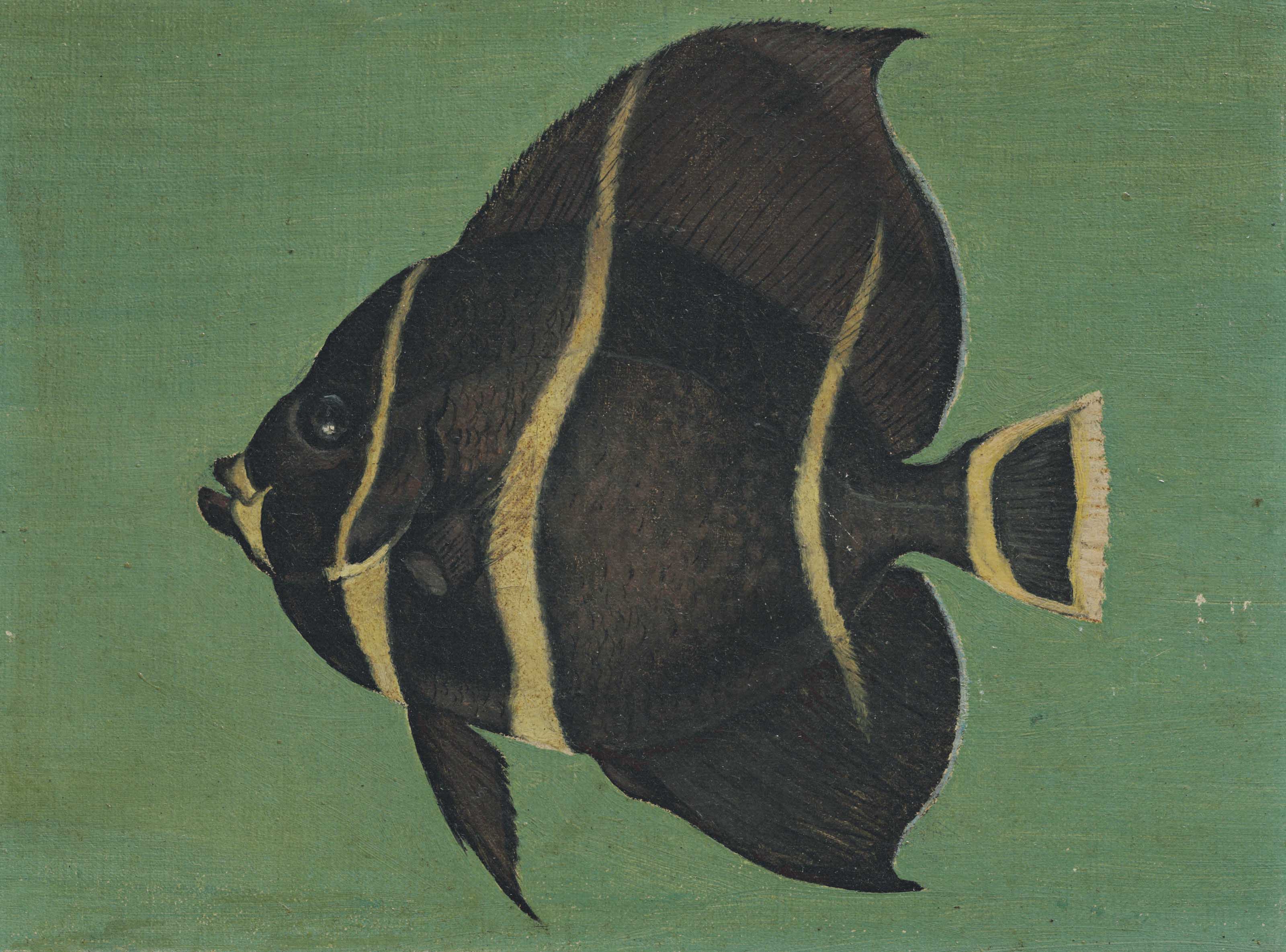 {{ product_title }} Fine Art Print | {{ product_vendor }} Jakero77 William Aiken Walker Tropical Spade Fish circa 1890s Fine Art Print Art Print  Jakero77