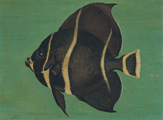 {{ product_title }} Fine Art Print | {{ product_vendor }} Jakero77 William Aiken Walker Tropical Spade Fish circa 1890s Fine Art Print Art Print  Jakero77