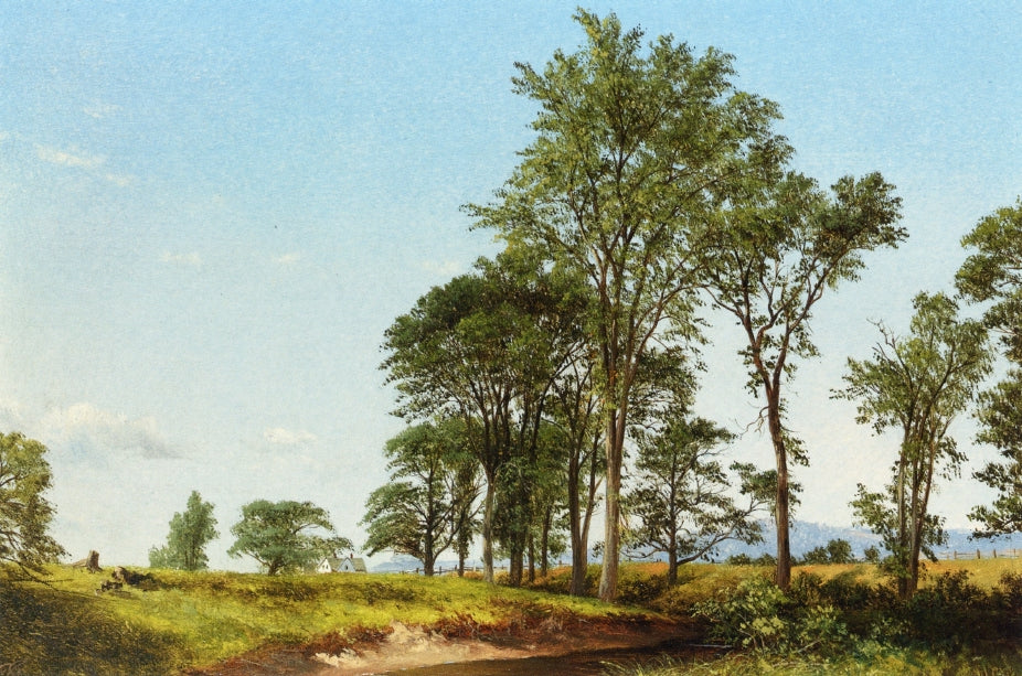 David Johnson Young Elms #1 1856 Fine Art Print