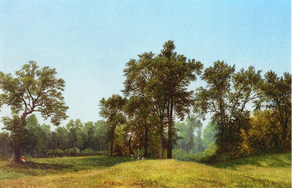 David Johnson Young Elms 1856 Fine Art Print