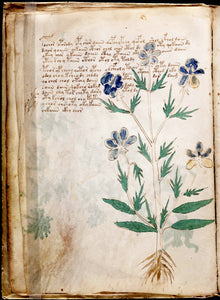 Voynich Manuscript Mysterious Ancient Flower/Plant Book - 17" x 22" Fine Art Print