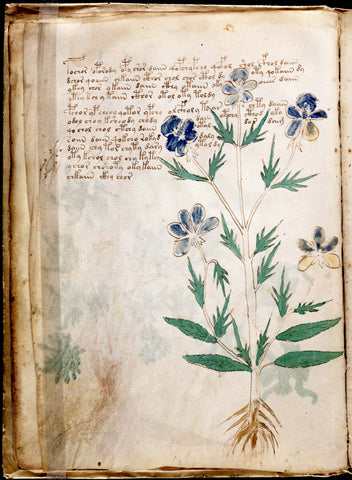 Voynich Manuscript Mysterious Ancient Flower/Plant Book - 17" x 22" Fine Art Print