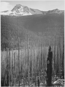 Ansel Adams - Burned Pine Trees Mountains Glacier Park (1941) - 17" x 22" Print