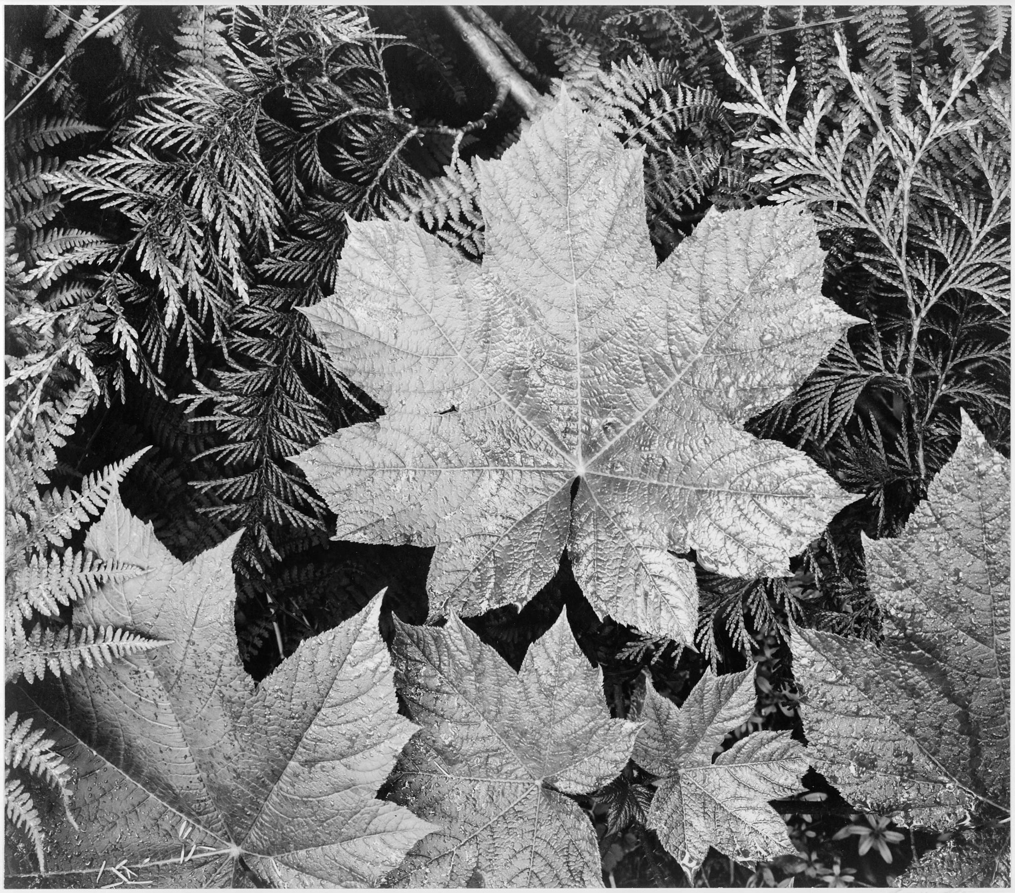 Ansel Adams - Close-Up of Leaves Glacier Park Montana (1941) - 17" x 22" Art Print