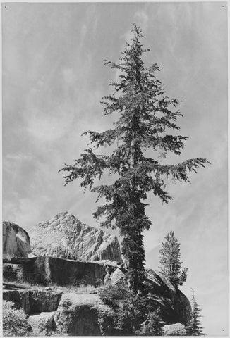 Ansel Adams - Unnamed Peak Tree King's River Canyon (1936) - 17" x 22" Art Print